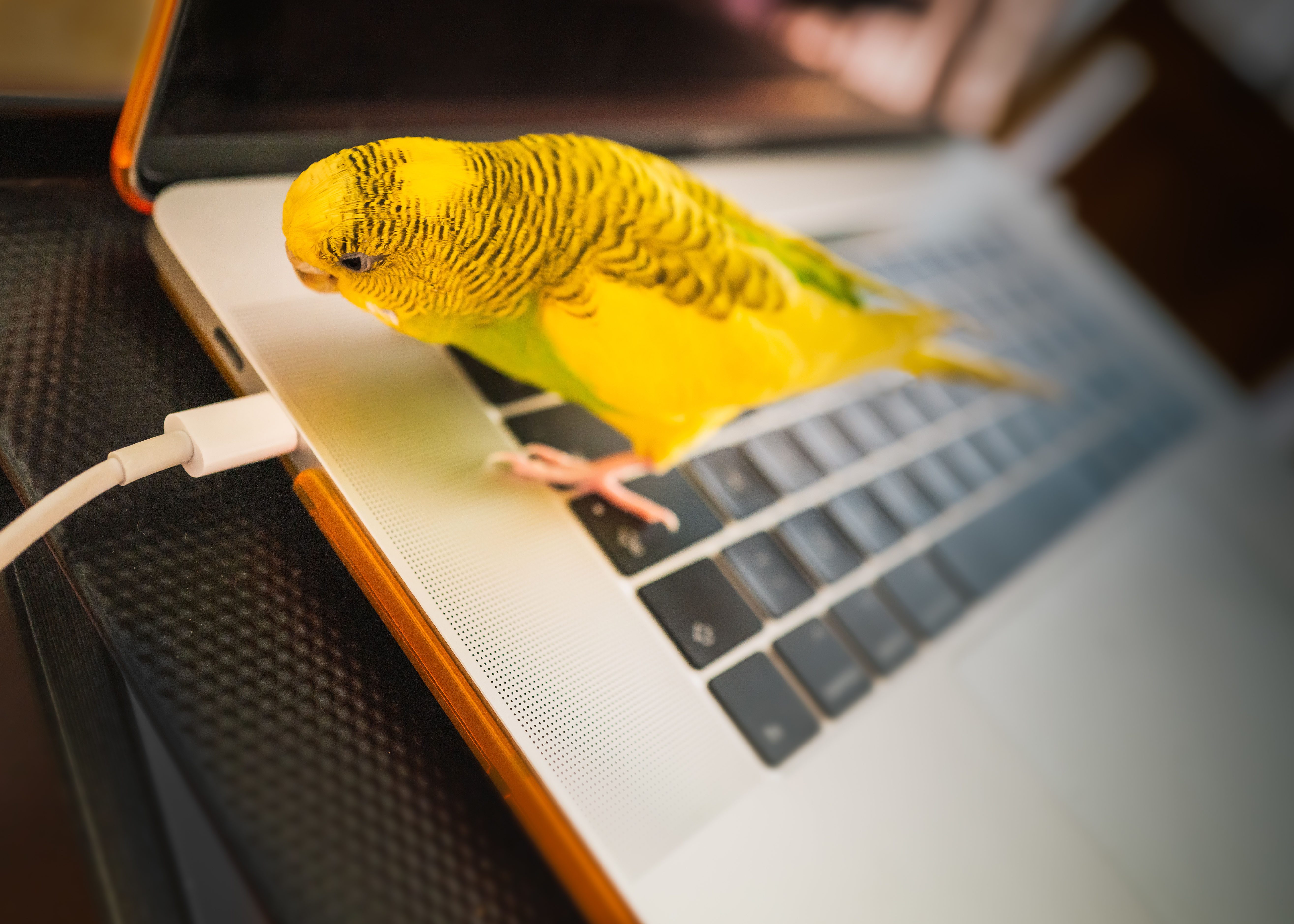 A photo of a bright yellow budgie standing on the keyboard of a smart-looking laptop, staring at the cable