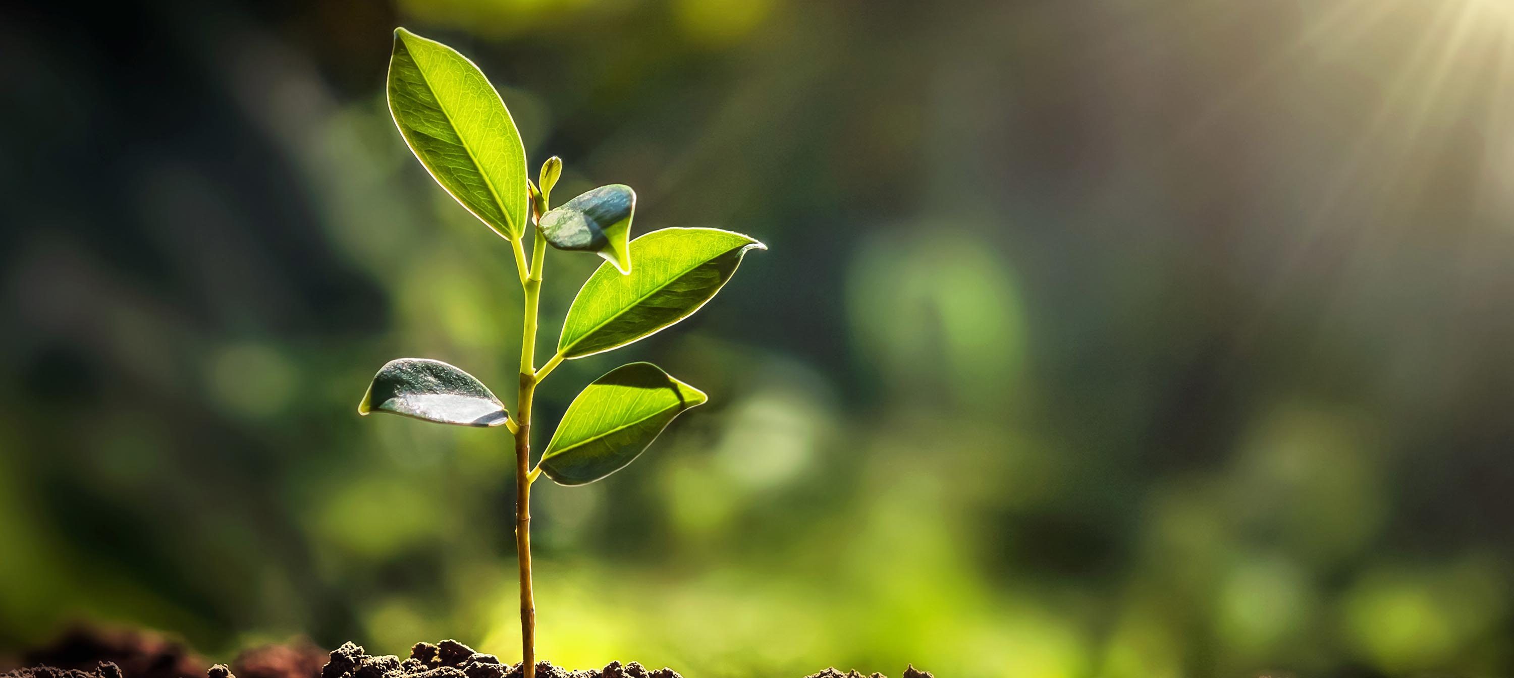 A photo of a small tree sapling in fresh soil. The sunlight is shining through the leaves. The background is heavily blurred by seems to suggest a forest or woodland scene. This is being used symbolically to denote organic, natural growth.