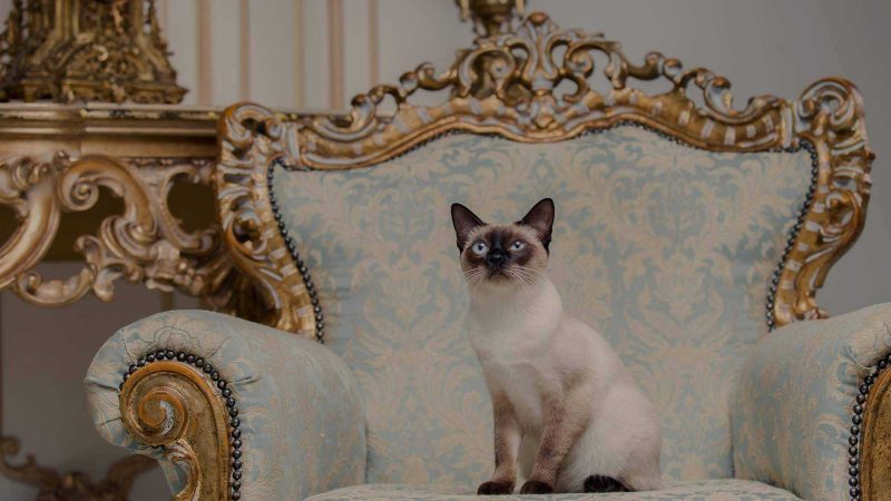 A beautiful rare breed cat, a Mekongsky Bobtail sits amongst an interior of European architecture on retro vintage chic royal armchair. This is a reference which is picked up in the article about branding, and what your values as an organisation might be.