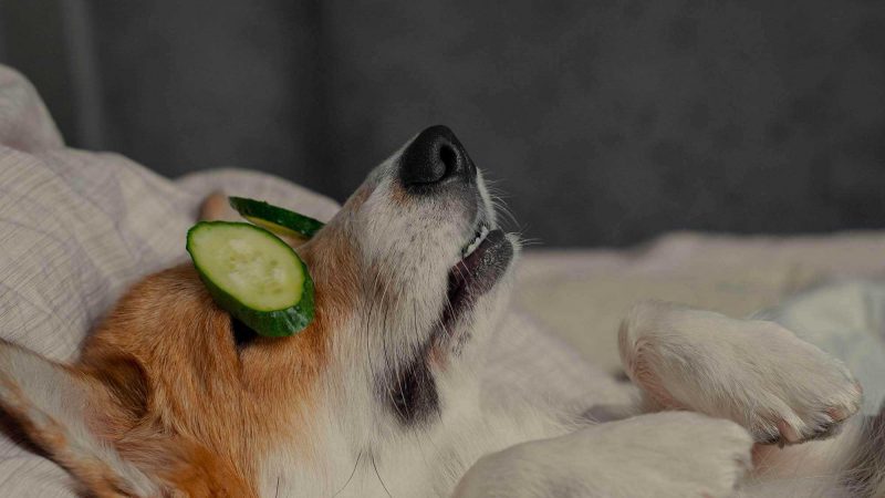 A photo of a dog lying on its back with its paws dangling in front of it. There is a slice of cucumber over each of the dog's eyes, suggesting it is being pampered. The dog has a reddish patch on its ears and around its eyes, and is otherwise white. It looks very relaxed. The suggestion is that this is about being in good health. The choice of a dog is a reminder that our brand is Disquiet Dog, but it's also just a fun image.