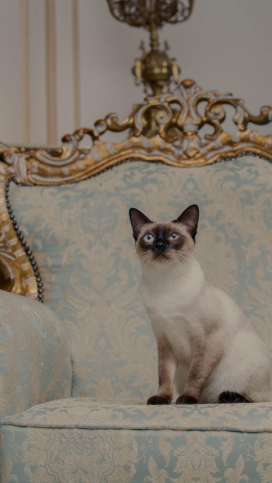 A beautiful rare breed cat, a Mekongsky Bobtail sits amongst an interior of European architecture on retro vintage chic royal armchair. This is a reference which is picked up in the article about branding, and what your values as an organisation might be.