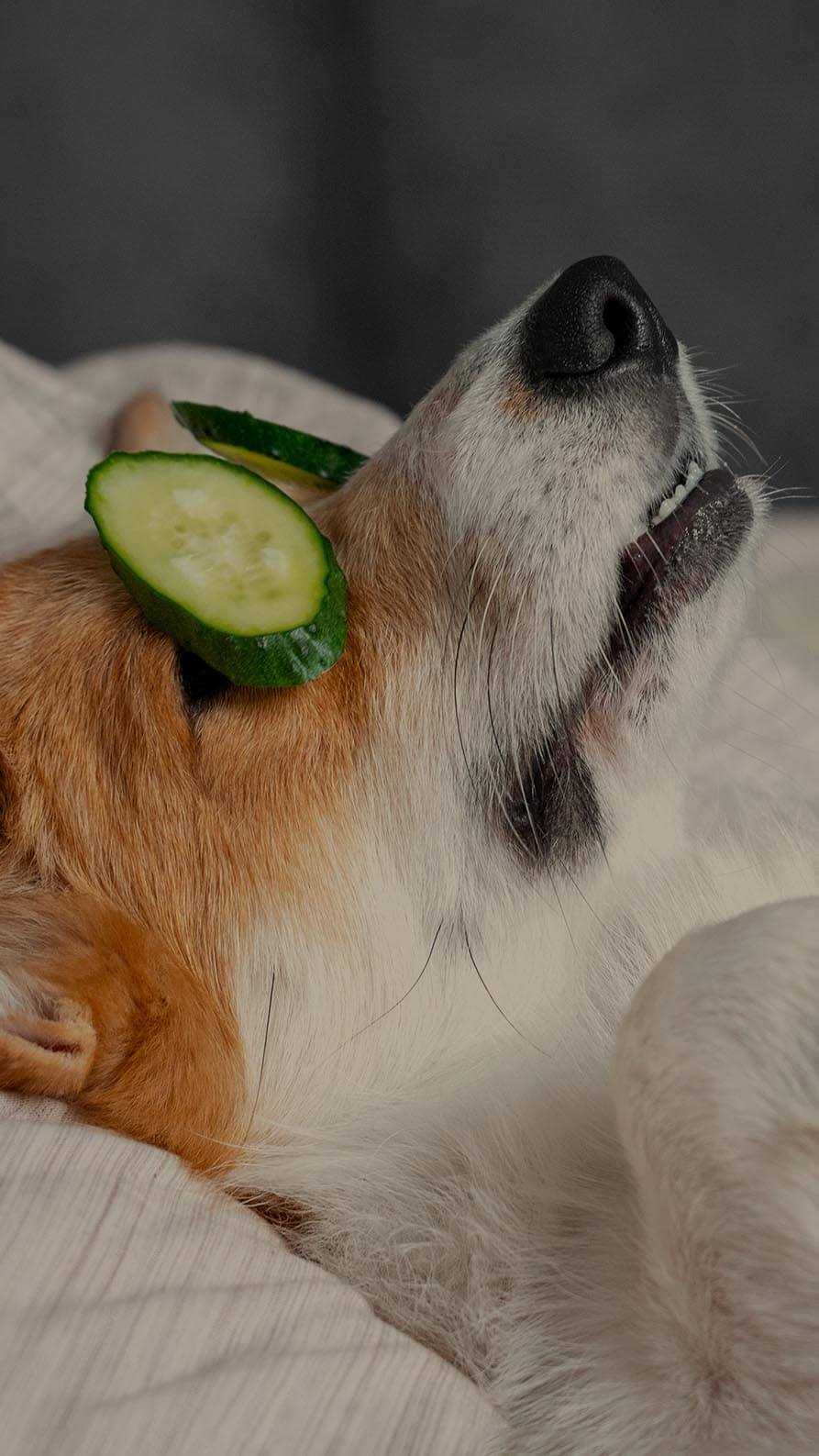 A photo of a dog lying on its back with its paws dangling in front of it. There is a slice of cucumber over each of the dog's eyes, suggesting it is being pampered. The dog has a reddish patch on its ears and around its eyes, and is otherwise white. It looks very relaxed. The suggestion is that this is about being in good health. The choice of a dog is a reminder that our brand is Disquiet Dog, but it's also just a fun image.