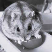 Photo of Gordon/Gordita 